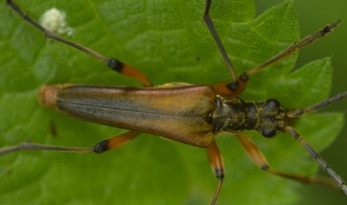 Réf. 228 826 : Stenocorus meridianus